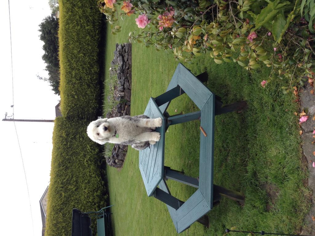 Riverwalk House B&B Oughterard Buitenkant foto